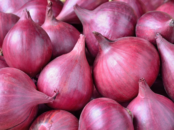 Fresh Onion Export Grade from India